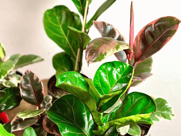 Ficus elastica Belize, průměr 17 cm Fíkovník pryžodárný, Fíkovník, Gumovník