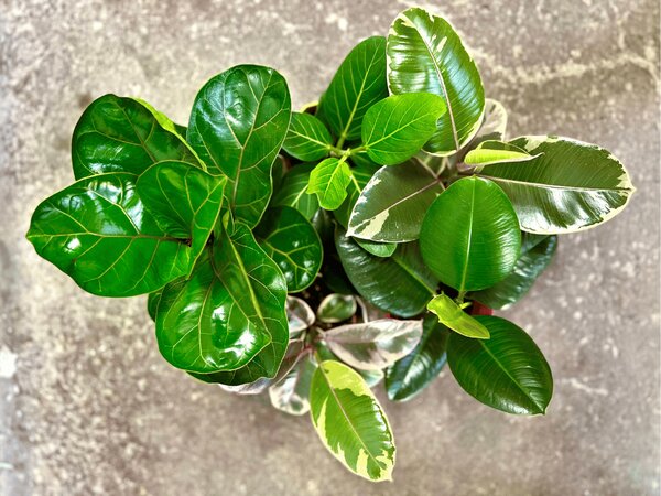 Ficus elastica Robusta, průměr 8,5 cm Fíkovník pryžodárný, Fíkovník, Gumovník