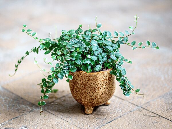 Ficus pumila variegata, průměr 8,5 cm Fíkus droboučký