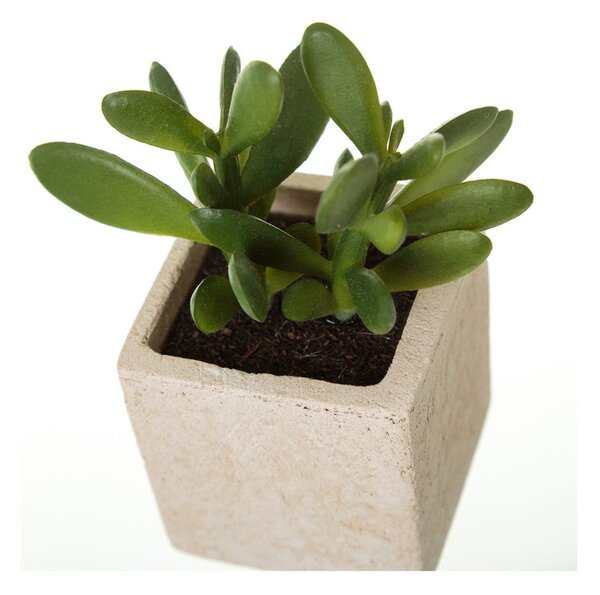 Umělé rostliny v sadě 6 ks (výška 9,5 cm) Cactus – Casa Selección