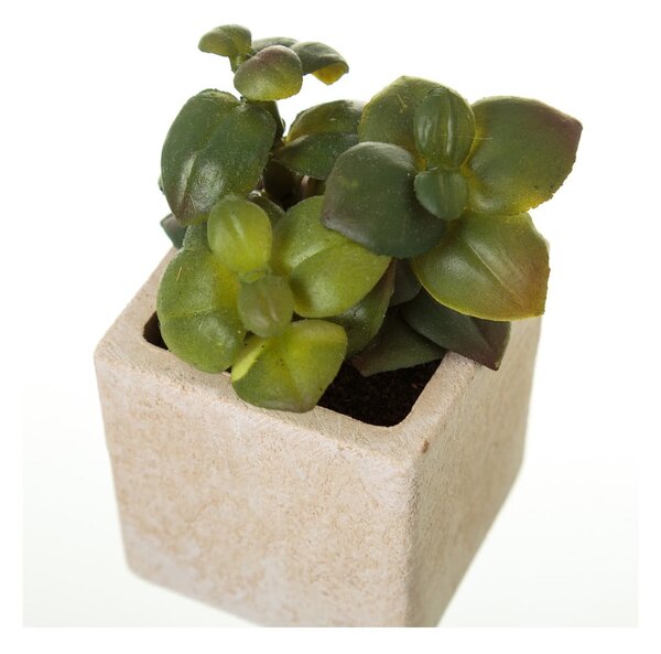 Umělé rostliny v sadě 6 ks (výška 9,5 cm) Cactus – Casa Selección