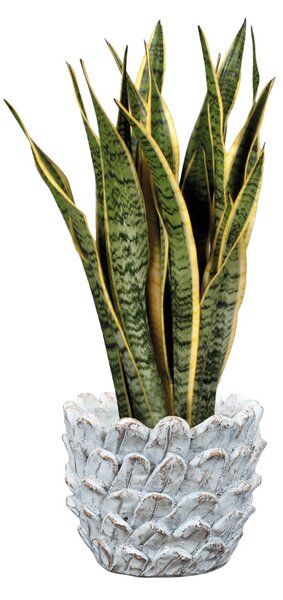 Ter Steege Sada 4 obalů Pine ivory D36 H27