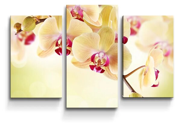 Sablio Obraz - 3-dílný Orchidej 2 - 75x50 cm