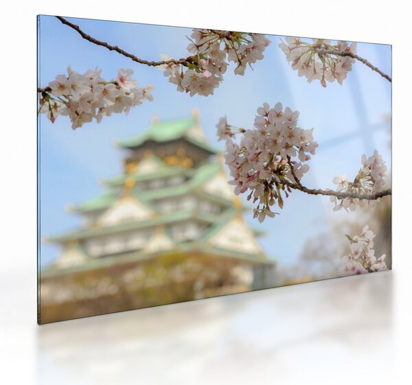 Skleněný obraz - Sakura (70x50 cm)