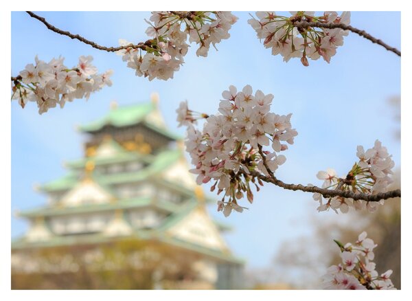 Skleněný obraz - Sakura (70x50 cm)