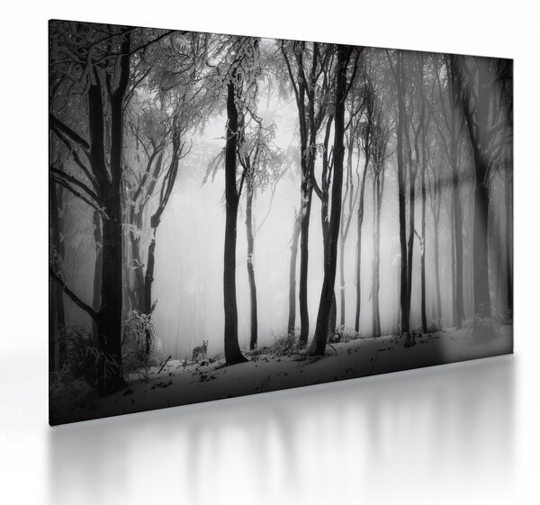 Skleněný obraz - Vlk v temném lese (70x50 cm)
