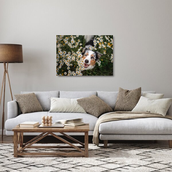 Skleněný obraz - Australský ovčák (70x50 cm)