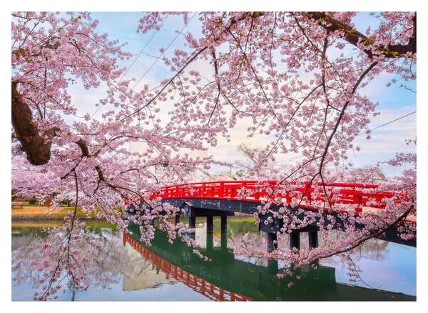Skleněný obraz - Hirosaki, Japonsko (70x50 cm)