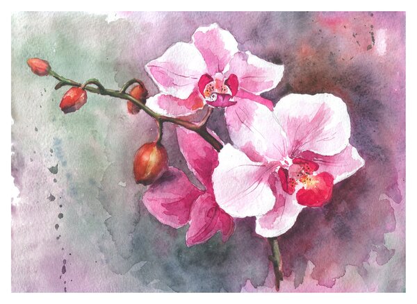 Skleněný obraz - Orchideje, aquarel (70x50 cm)