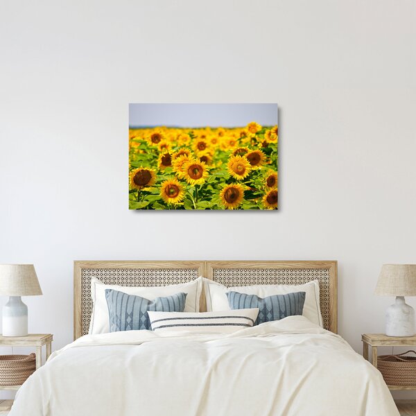 Skleněný obraz - Slunečnice (70x50 cm)