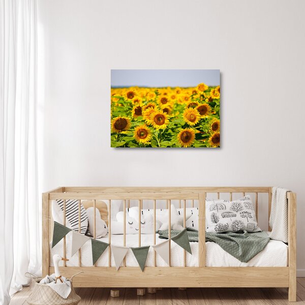 Skleněný obraz - Slunečnice (70x50 cm)