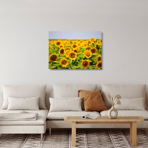 Skleněný obraz - Slunečnice (70x50 cm)