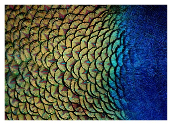 Skleněný obraz - Páví peří (70x50 cm)