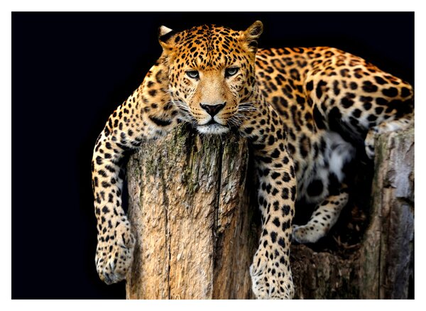 Skleněný obraz - Gepard (70x50 cm)