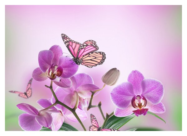 Skleněný obraz - Motýl na květech orchideje, lila (70x50 cm)