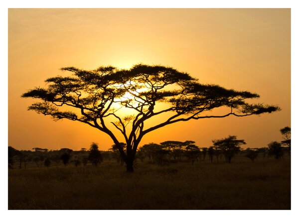 Skleněný obraz - Africká savana (70x50 cm)