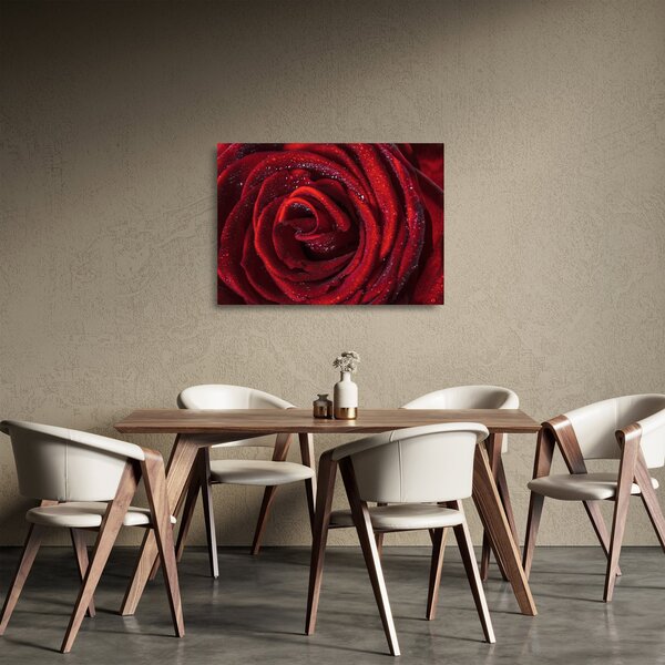 Skleněný obraz - Červená růže s kapkami rosy (70x50 cm)