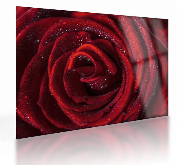 Skleněný obraz - Červená růže s kapkami rosy (70x50 cm)