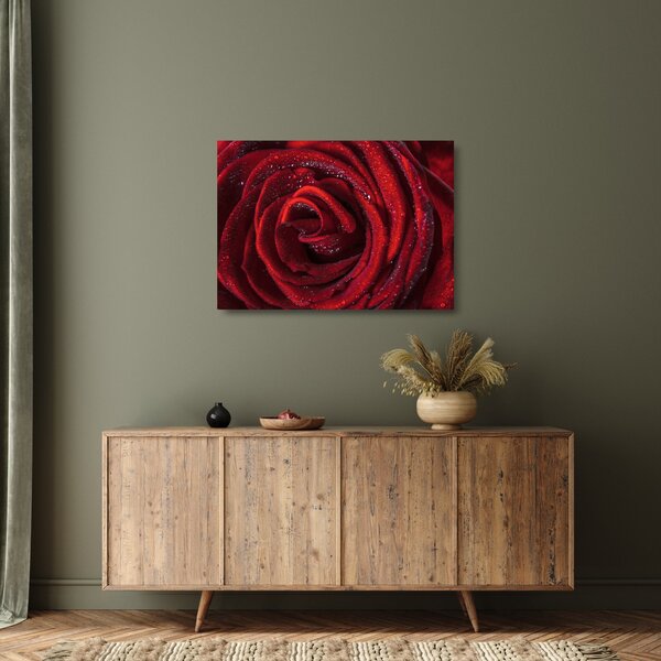 Skleněný obraz - Červená růže s kapkami rosy (70x50 cm)