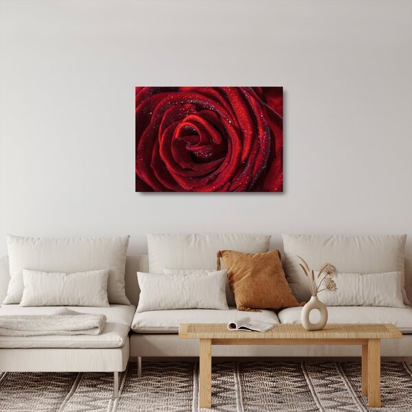 Skleněný obraz - Červená růže s kapkami rosy (70x50 cm)