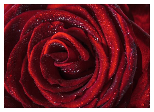 Skleněný obraz - Červená růže s kapkami rosy (70x50 cm)