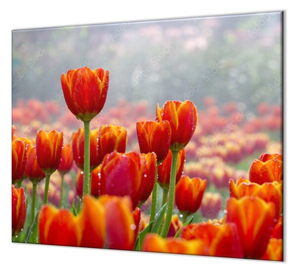Ochranná deska pole červených tulipánů - 60x52cm