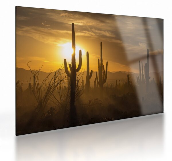 Skleněný obraz - Kaktusy Saguaro (70x50 cm)