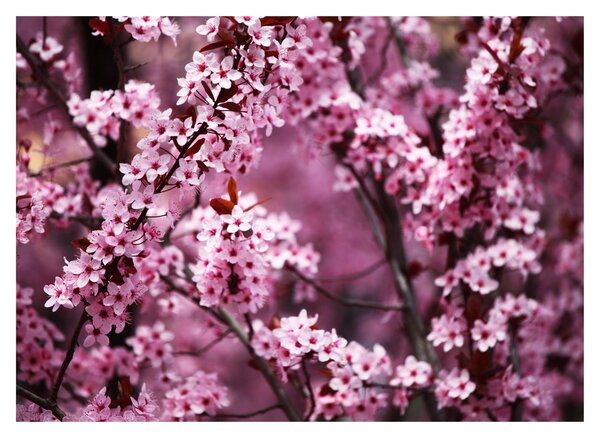 Skleněný obraz - Růžová sakura (70x50 cm)