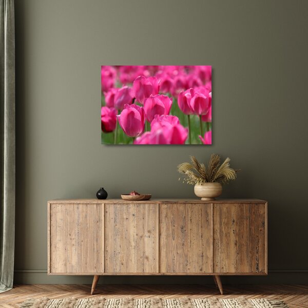 Skleněný obraz - Růžové tulipány (70x50 cm)