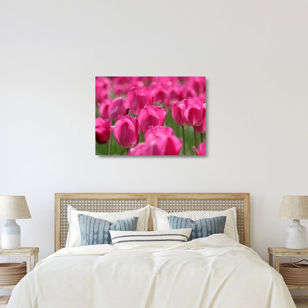 Skleněný obraz - Růžové tulipány (70x50 cm)
