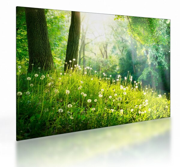 Skleněný obraz - Magická louka plná pampelišek (70x50 cm)