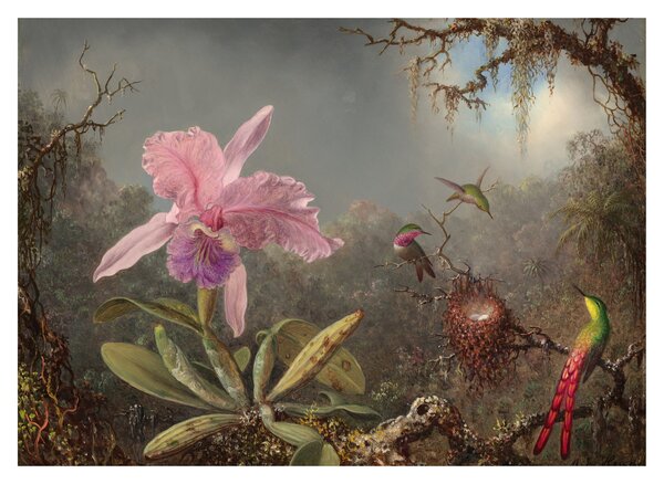 Skleněný obraz - Martin Johnson Heade, Cattleya Orchid and Three Hummingbirds, reprodukce (70x50 cm)