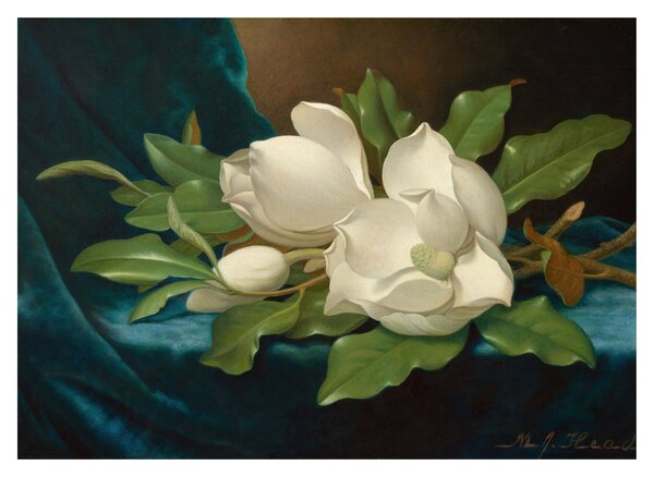 Skleněný obraz - Martin Johnson Heade, Giant Magnolias on a Blue Velvet Cloth, reprodukce (70x50 cm)