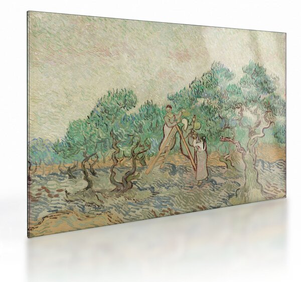 Skleněný obraz - Vincent van Gogh, The Olive Orchard, reprodukce (70x50 cm)