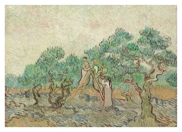 Skleněný obraz - Vincent van Gogh, The Olive Orchard, reprodukce (70x50 cm)