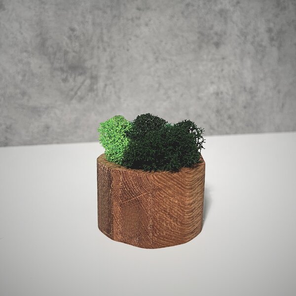 Wooden Mooden Dřevěný květináč s mechem Materiál: Jasan, Výška: 5 cm