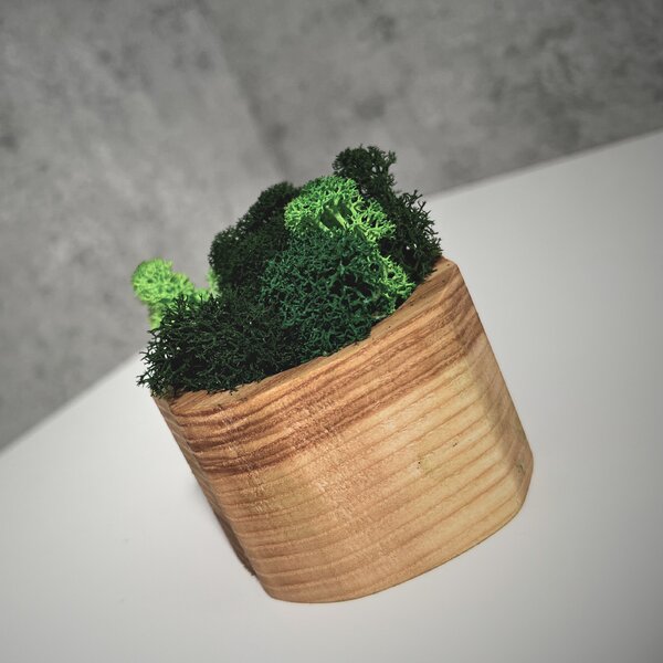 Wooden Mooden Dřevěný květináč s mechem Materiál: Jasan, Výška: 5 cm