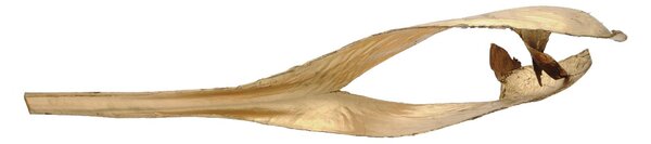 Palmový list, vysušený, pozlacený, 130 cm