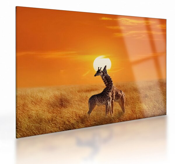 Skleněný obraz - Žirafy v národním parku Serengeti (70x50 cm)