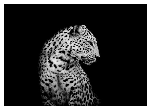 Skleněný obraz - Leopard (70x50 cm)