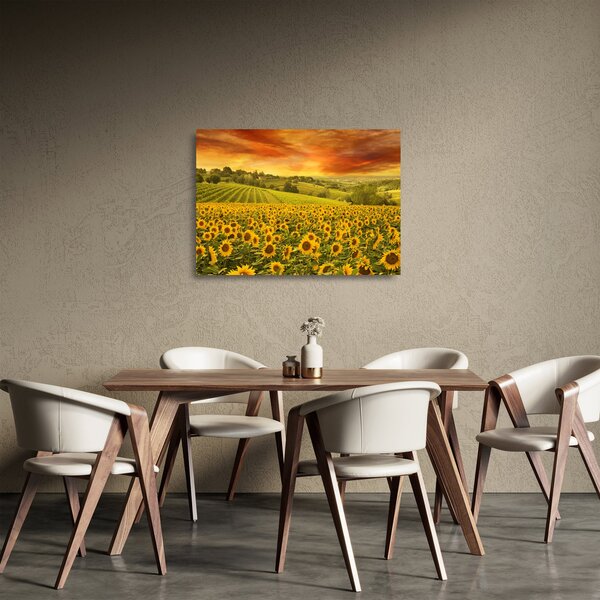 Skleněný obraz - Slunečnicové pole (70x50 cm)