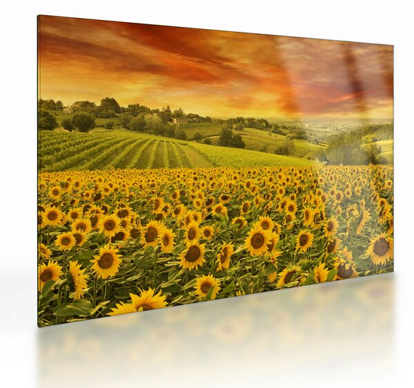 Skleněný obraz - Slunečnicové pole (70x50 cm)