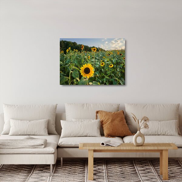 Skleněný obraz - Slunečnicové pole II. (70x50 cm)