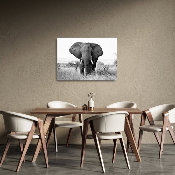 Skleněný obraz - Slon africký II. (70x50 cm)