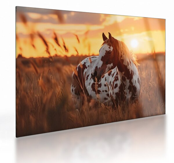 Skleněný obraz - Kůň při západu slunce (70x50 cm)