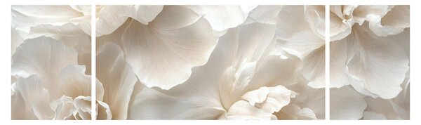 Obraz - Jemné pivoňky (170x50 cm)