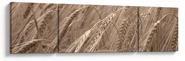 Obraz - Zlaté pole (170x50 cm)