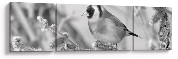 Obraz - Ptáček v zimě (170x50 cm)