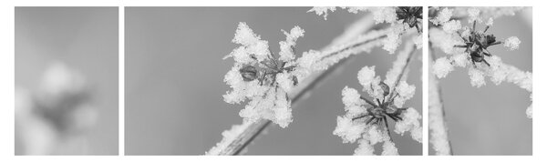 Obraz - Zmrzlá rostlina (170x50 cm)