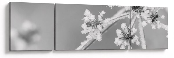 Obraz - Zmrzlá rostlina (170x50 cm)
